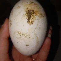 تخم نطفه دار بوقلمووغاز