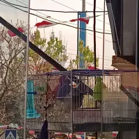 قناری خاکی رام آروم