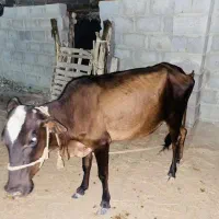 قیمت 40