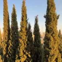 ۱۸۵متر۳خواب /کلیدنخورده /تکمیل / ویوباغ / قصرالدشت