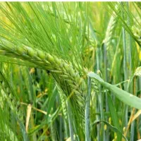 فروشی علوفه دامی