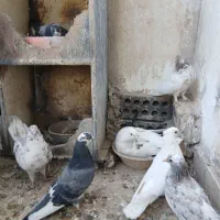 کفترپرشی ساعت سنگین|پرنده|کهک, |دیوار