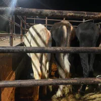 فروش گوساله