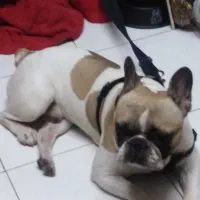 سگ وارداتی اصیل نژاد فرنچ بولداگ|سگ|پردیس, فاز ۵|دیوار