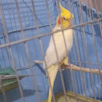 عروس هلندی ماده