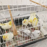 عروس و گرینچیک سرلاکی