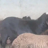 قوچ قره قزل|حیوانات مزرعه|شراء, |دیوار