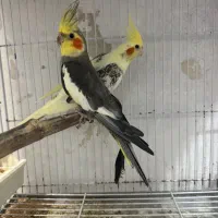 عروس هلندی جفت
