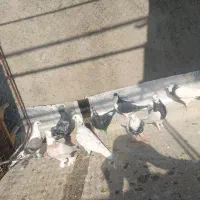 کفتر کبوتر