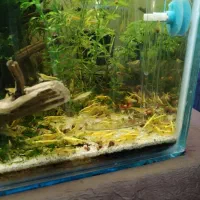 میگو شریمپ اکواریوم|ماهی|کرمان, |دیوار