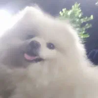 پامرعروسکی