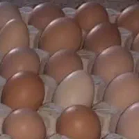 تخم مرغ نطفه دار