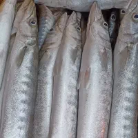 فروش ماهی و میگو تازه جنوب|خوردنی و آشامیدنی|بوشهر, |دیوار