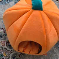 جای خواب گربه