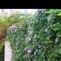 بذر  درختچه رونده سریع رشد و مقاوم
