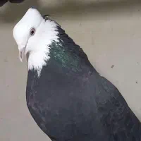 کبوتر گمشده