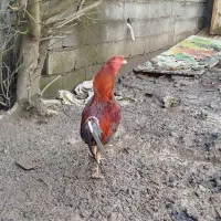 خروس لاری|خوردنی و آشامیدنی|رشت, آزادگان|دیوار