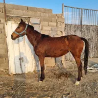 مادیون