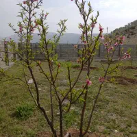 خانه باغ.و زمین دورش دیوار