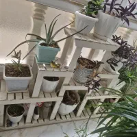 دوتااستندگلدان .اصل چوب .