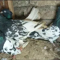 کبوتر کفتر کله سینه نیم تنه هفرنگ جوجه کله سیاه