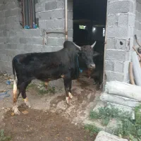 ورزا کوله کچل نر