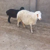 میش زائیده|حیوانات مزرعه|سبزوار, قصبه شرقی|دیوار