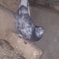 طوقی و پریشی