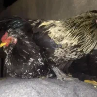 مرغ|حیوانات مزرعه|ساوه, |دیوار