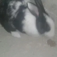 یک جفت خرگوش|موش و خرگوش|بوکان, |دیوار