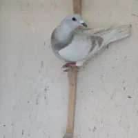 اوقون مصری و زرد کرمونی عتیقه