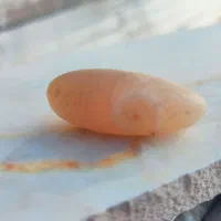 انواع سنگ عتیقه قدیم انشگتر|جواهرات|حمیدیه, |دیوار