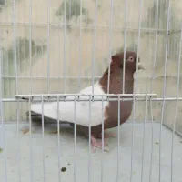 کبوتر سینه ای|پرنده|یاسوج, |دیوار