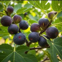 گل رز|عمده‌فروشی|اردبیل, |دیوار