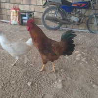 خروس