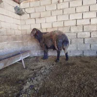 قوچ ، گوسفند|حیوانات مزرعه|سنگدوین, |دیوار