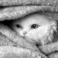 گربه پرشین نر - جفت‌گیری