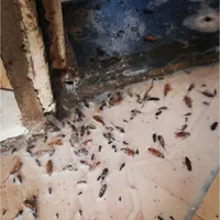 سمپاشی ساس پاکدشت سم پاشی سوسک« پاک »۱۰۰٪تظمینی|خدمات نظافت|پاکدشت, پاکدشت (مامازند)|دیوار