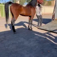 اسب پالونی|اسب و تجهیزات اسب‌سواری|اصفهان, زیار|دیوار