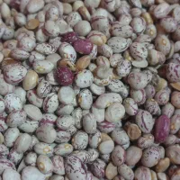 لوبیا چیتی گرد درجه 1