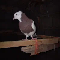 طوقی|پرنده|نیشابور, شهید بهشتی|دیوار