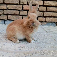 خرگوش لوپ خوشگل و خوشرنگ|موش و خرگوش|شهرکرد, |دیوار