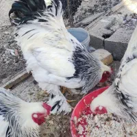 خروس برهما و مرندی|حیوانات مزرعه|هشتگرد, خور|دیوار