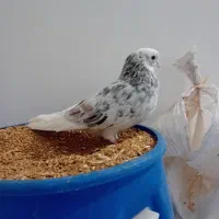 سورور نر|پرنده|اردبیل, |دیوار