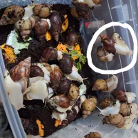 حلزون آچیچینا ی آفریقایی|خزنده|تهران, دبستان|دیوار