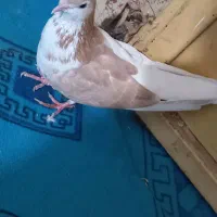 چپ زرد افشون بدون شاپر بدونه عیب ماده هسته