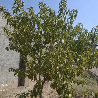 فروش زمین ۵۰۰ متری در آخر ستایش 15|فروش زمین و ملک کلنگی|مشهد, كنويست|دیوار