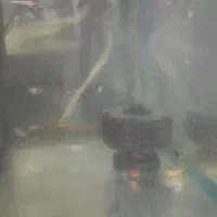 فروش ماهی|ماهی|بندرعباس, |دیوار