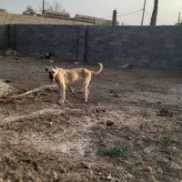 سگ سرابی ماده