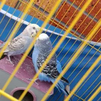 یک جفت مرغ عشق تخمگذار تضمینی